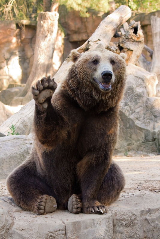 happy waving bear