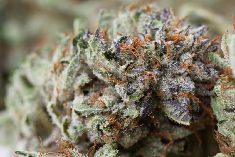 marijuana bud closup