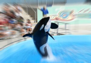 trippy orca