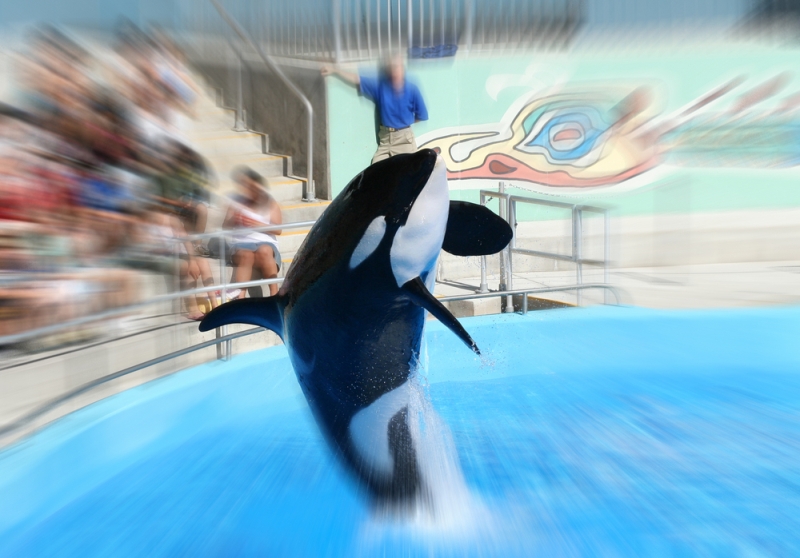 trippy orca
