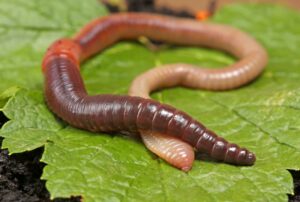 earthworm on leaf