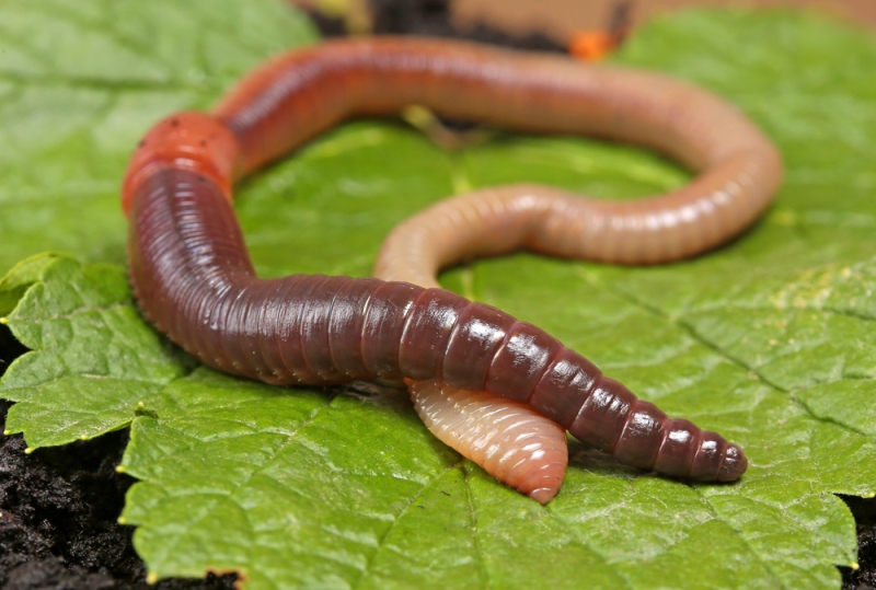 earthworm on leaf