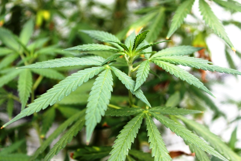 Marijuana Plant Leaves