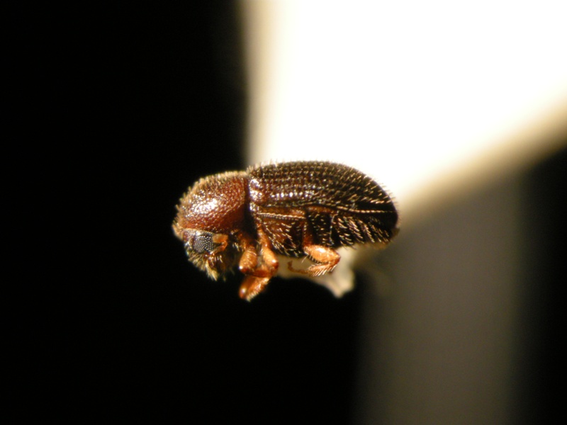 coffee berry borer