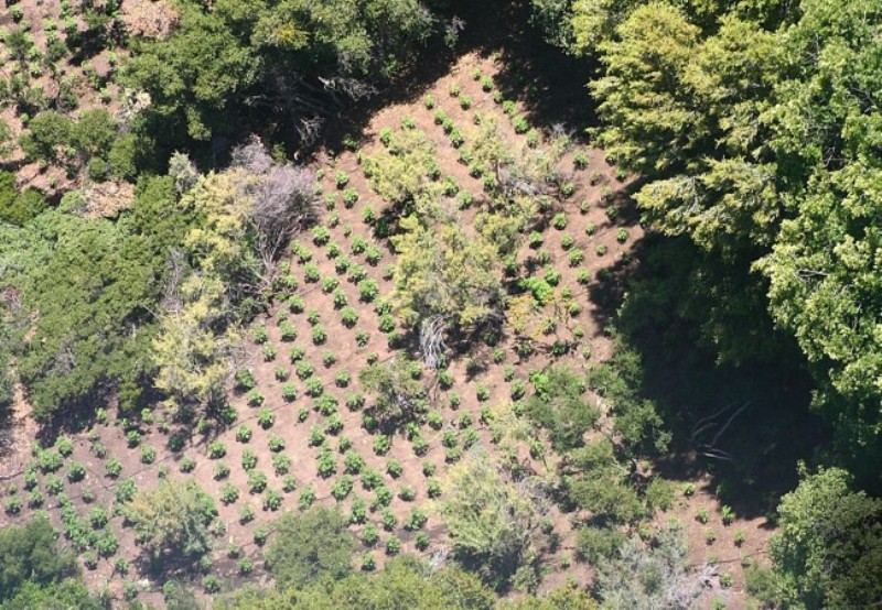 marijuana field clearing