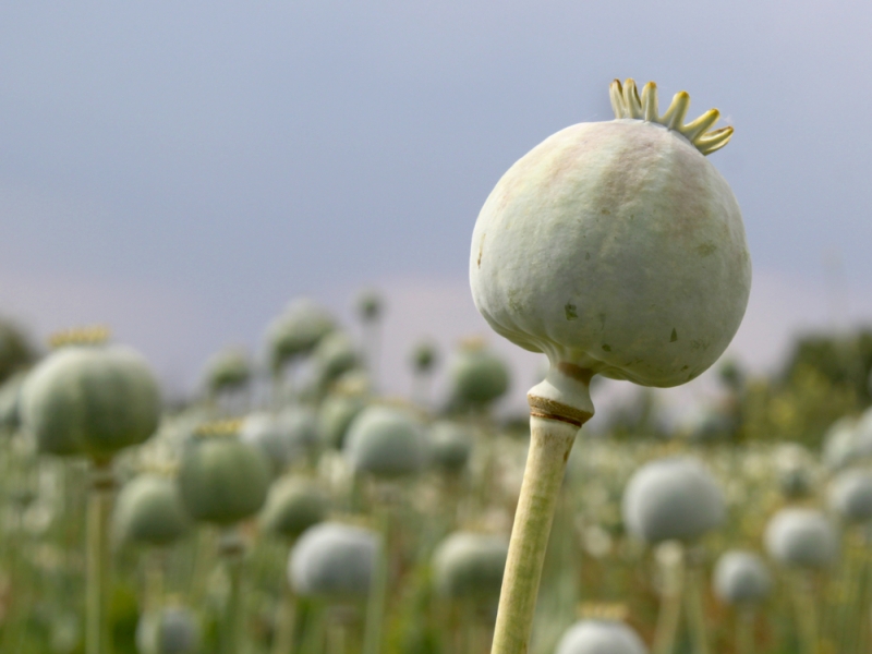 opium plant closeup