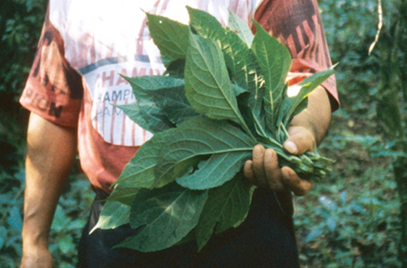 salvia divinorum leaves