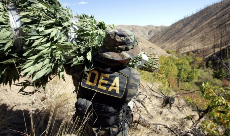 dea weed seizure