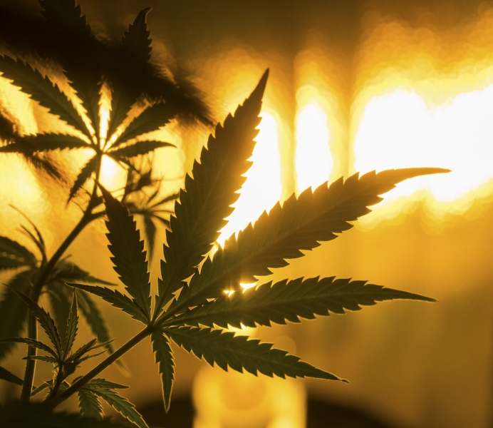 marijuana leaf light