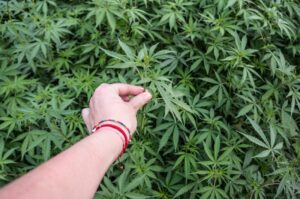 hand picking marijuana plant