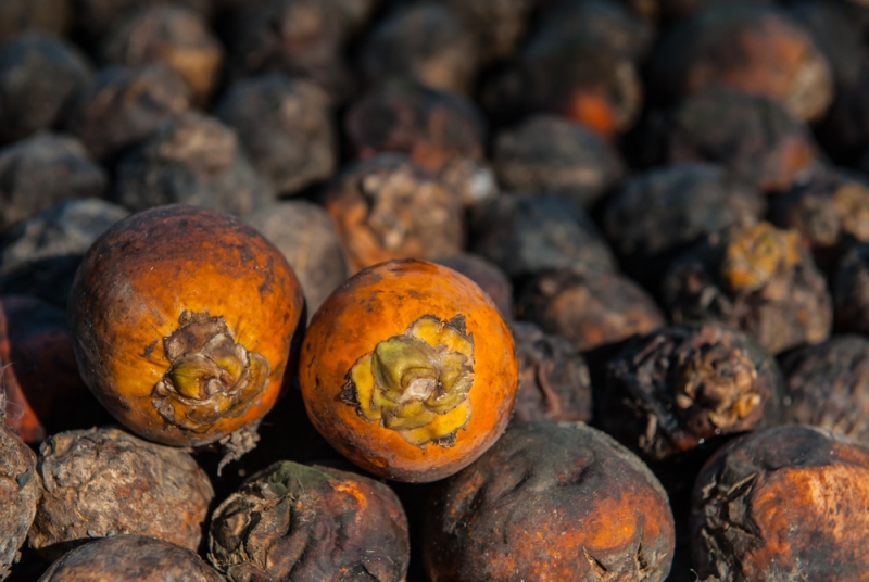 Raw Betel Nuts