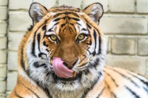 tiger licking lips