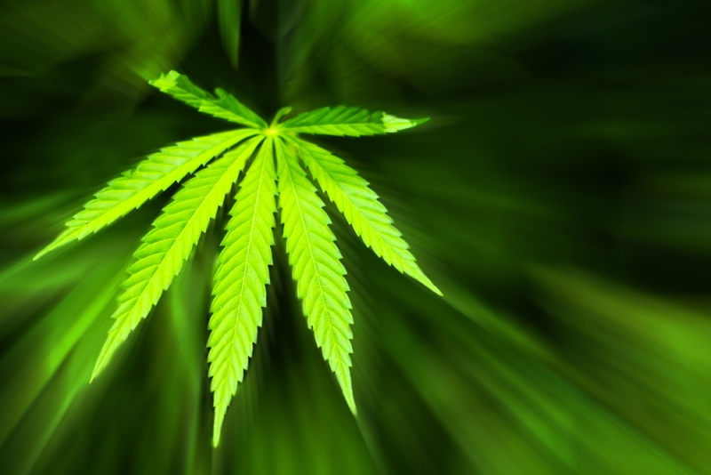 marijuana leaf stylistic