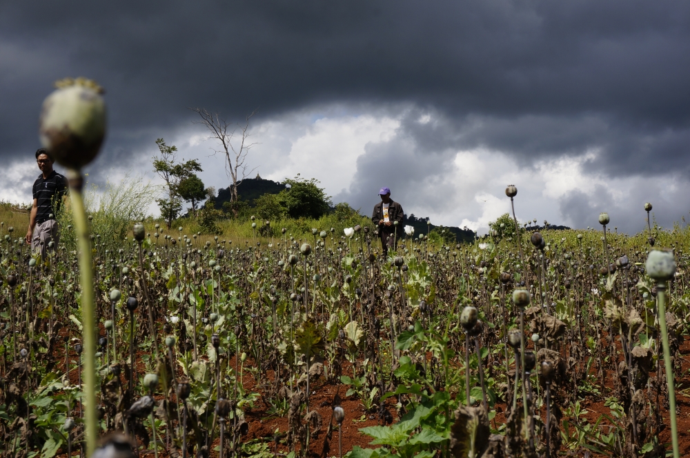Myanmar’s Opium Farmers About the Impossibility of Drug Control