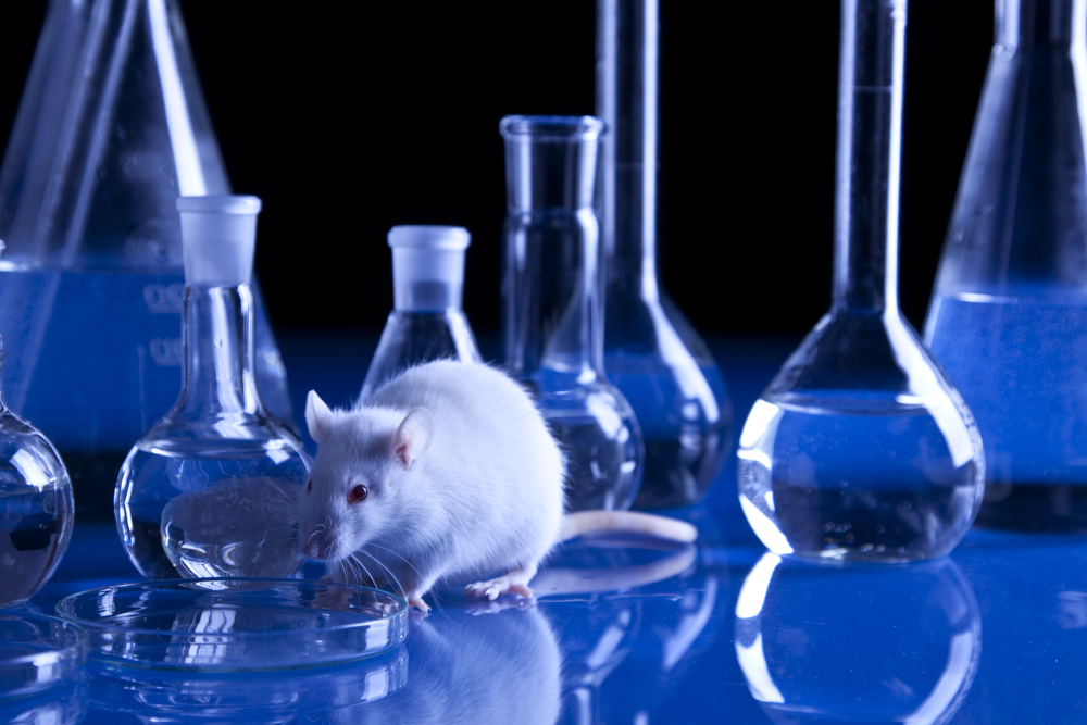 NIDA Study Discovers Protein That Diminishes Cocaine Reward in Animals