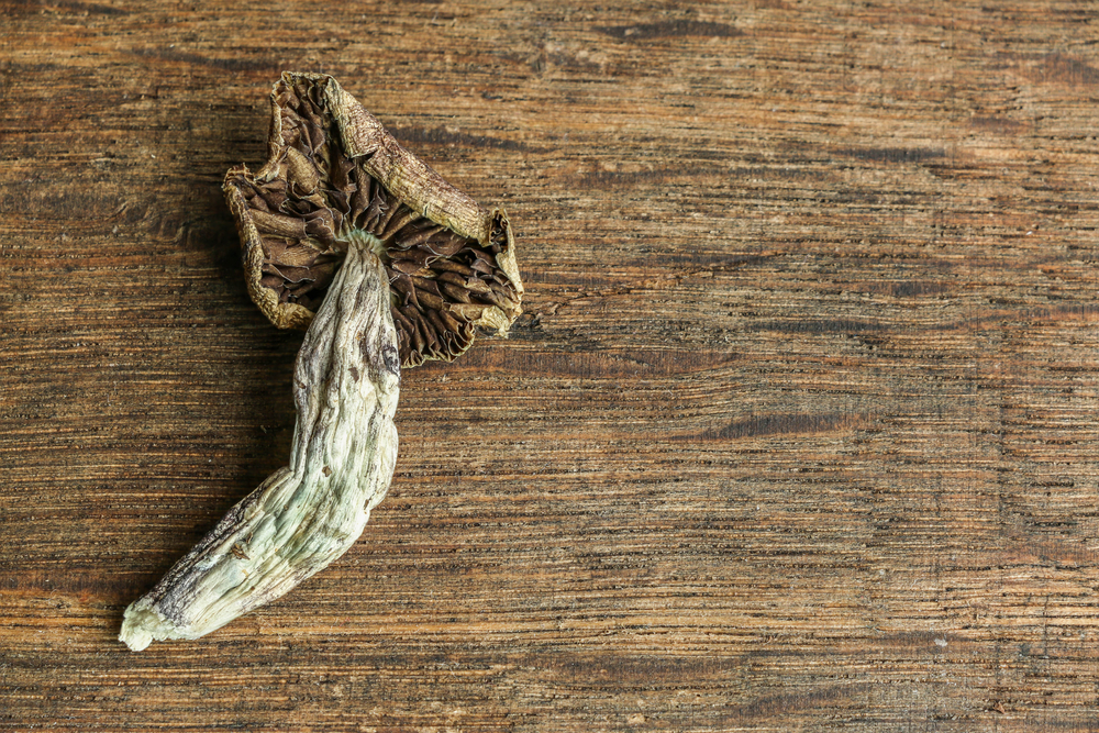 A Magic Mushroom Study Seeks Spiritual Leaders