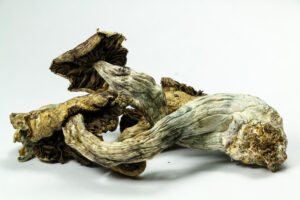 Psilocybin Could Ease The Pain Of Social Rejection