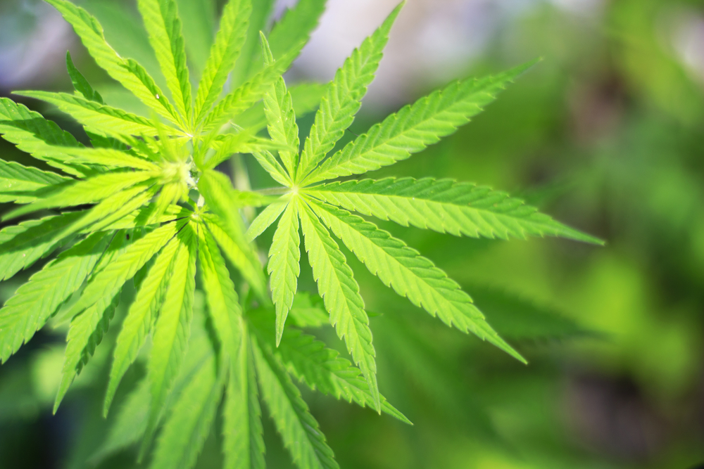 Pennsylvania Becomes the 24th State To Legalize Medical Marijuana