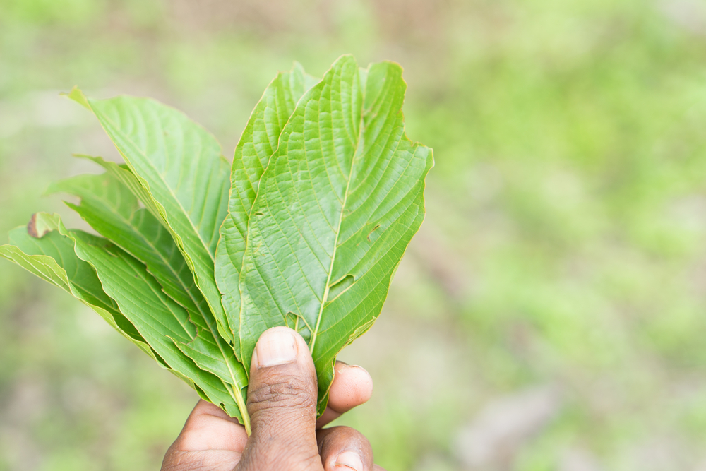 Kratom Cited As An 'Emerging Public Health Threat' By CDC