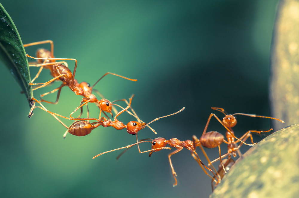 Can Ants Become Dependent on Morphine?