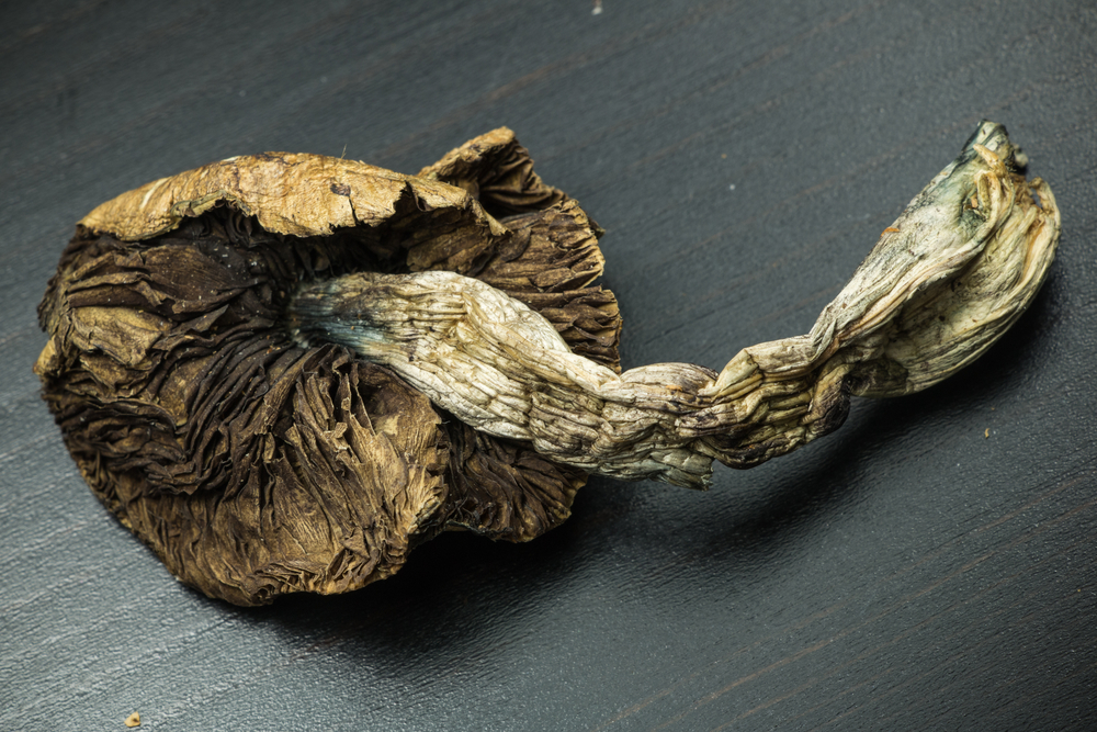 A dried mushroom.