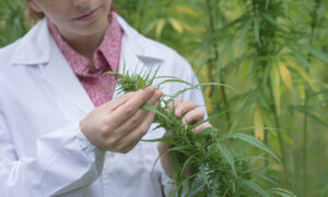Female scientist examining marijuana.
