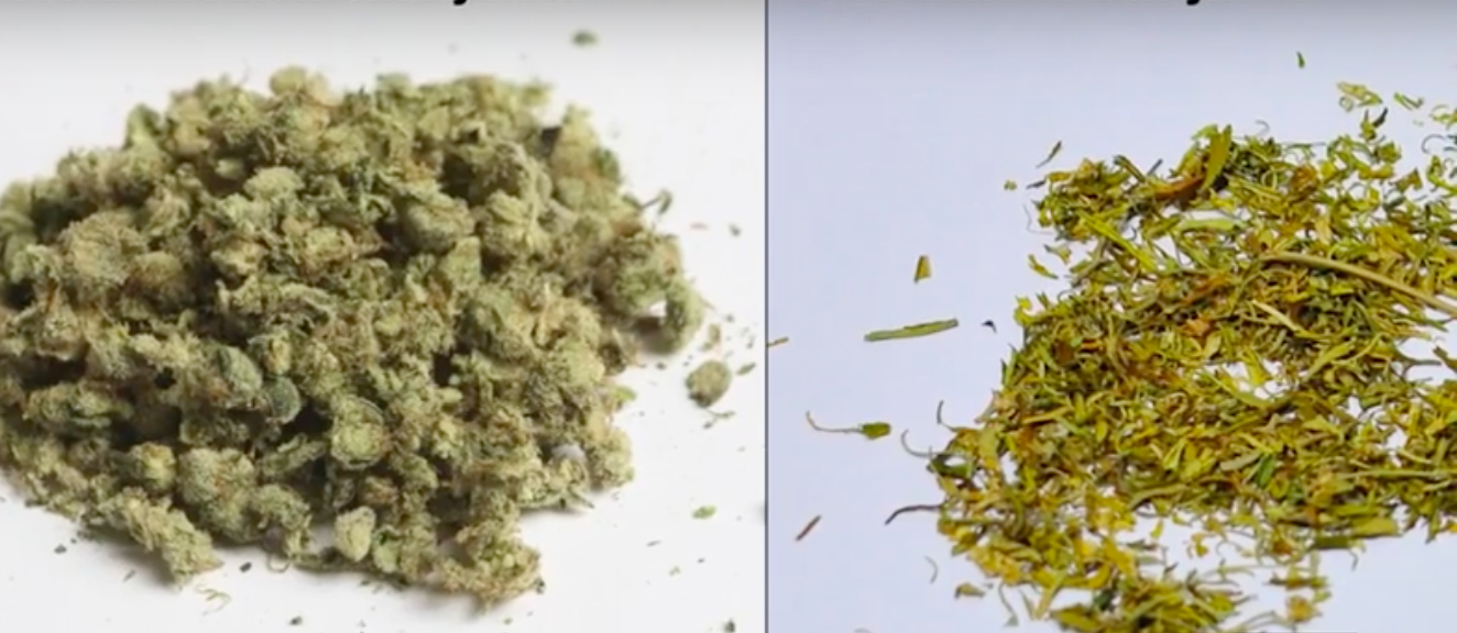 Commercial medical marijuana and government marijuana