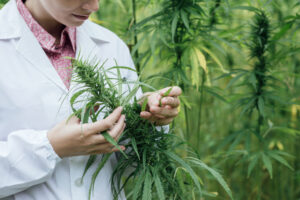 Female scientist checking marijuana plant in a field.