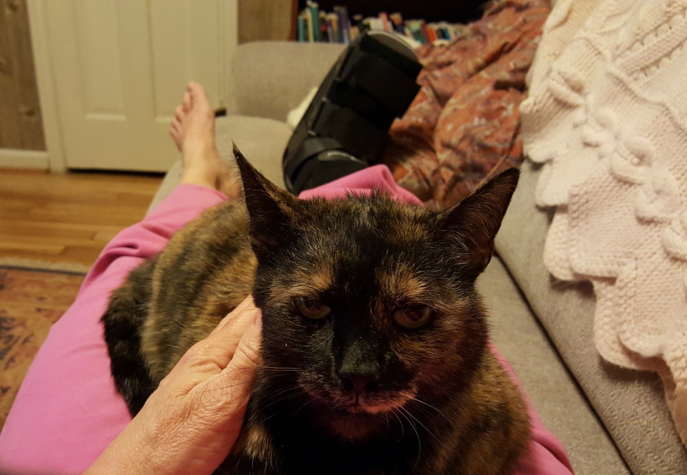 Person with a foot in a cast laying on couch with cat.