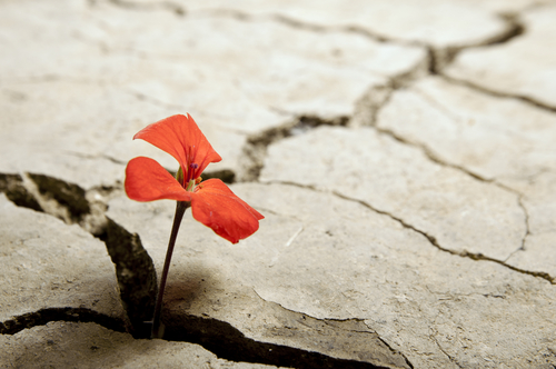 Flower growing out of cracks in the earth.