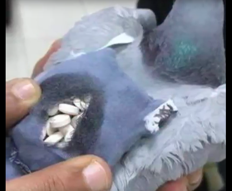 customs official displaying the tiny backpack of ketamine pills on the pigeon.