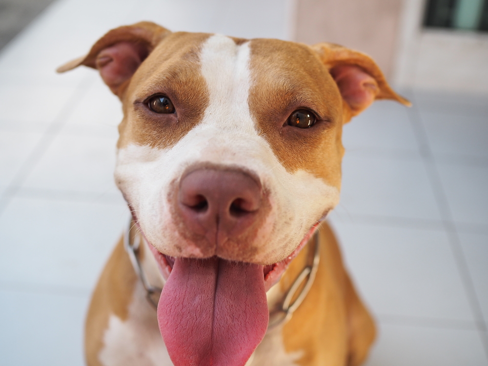 pit bull with tongue hanging out of mouth.