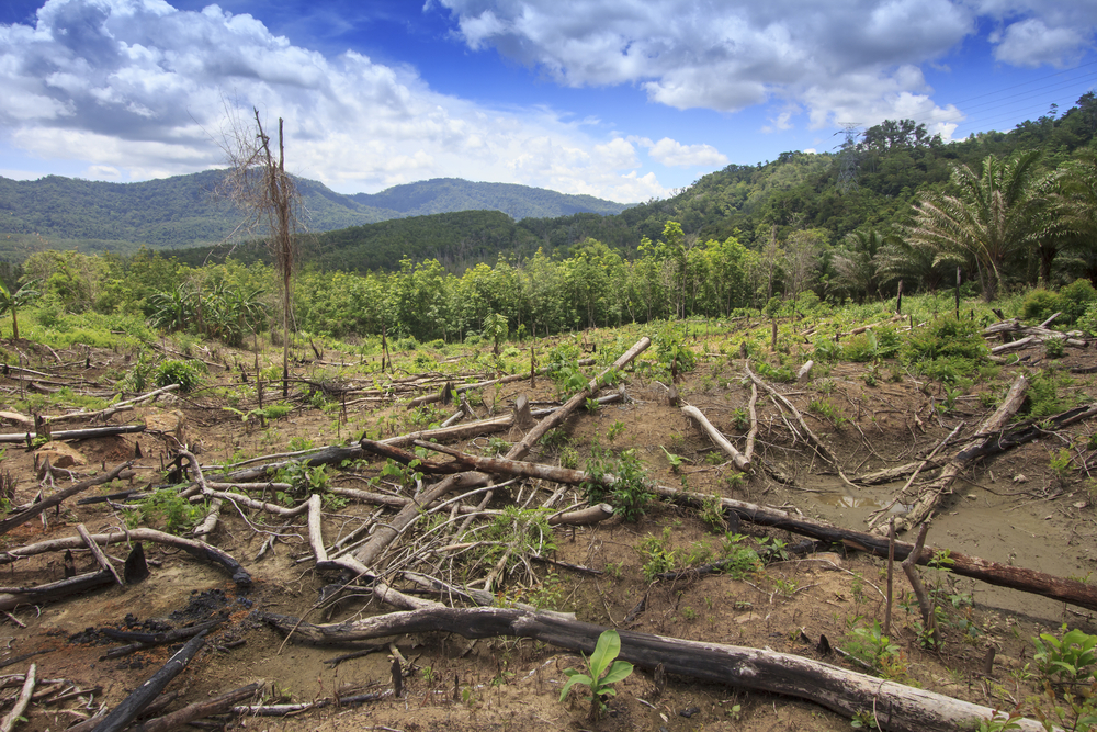 a land clearing in the middle of the forest.