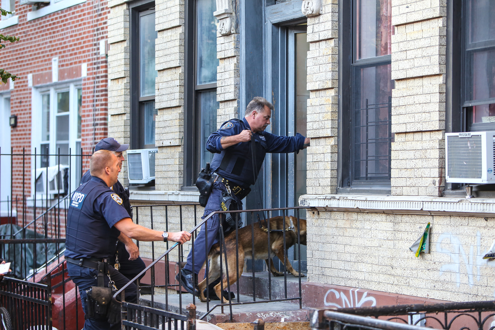 police entering a house with a K9 unit