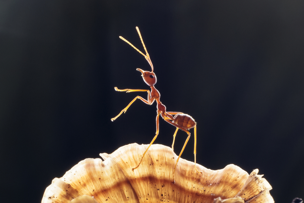 an ant posing in nature