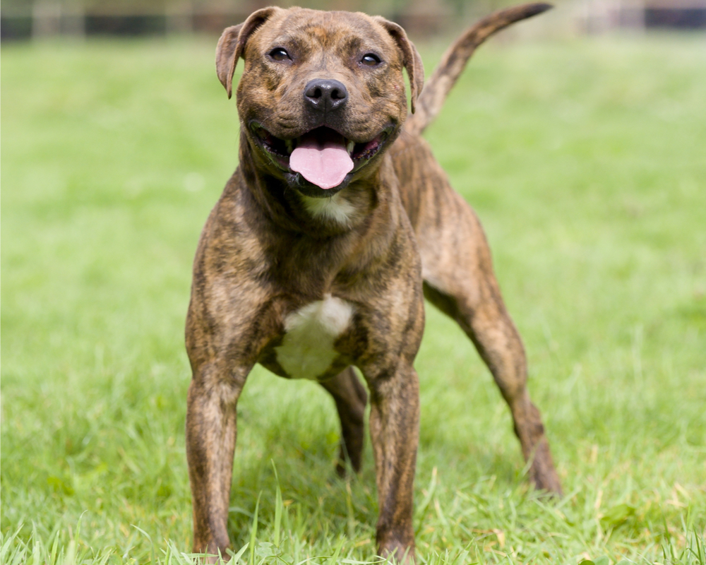 Staffordshire bull terrier.