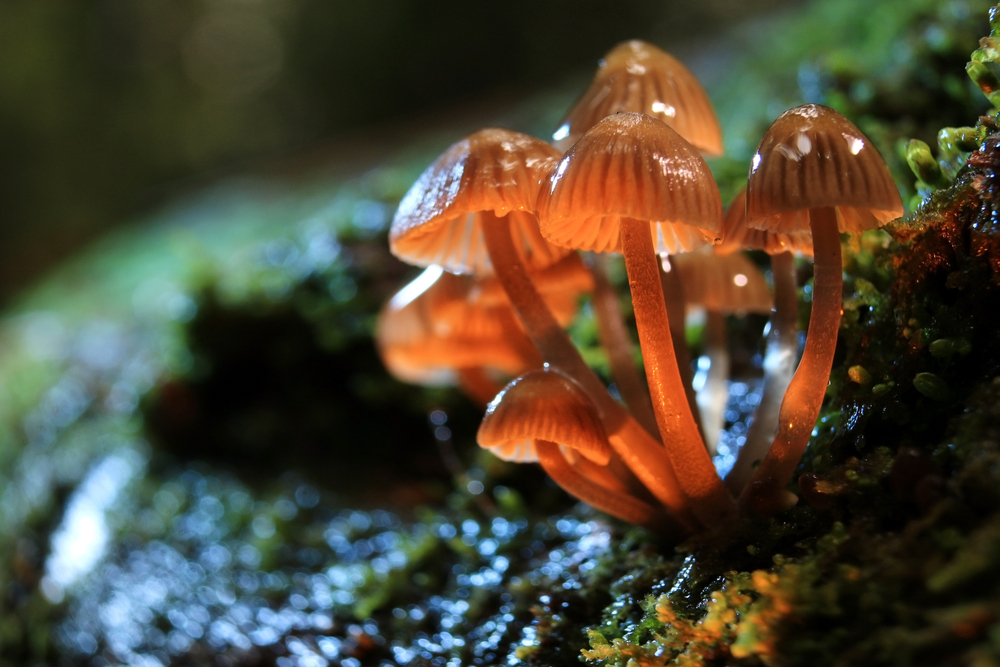 small poisonous mushrooms toadstool group psilocybin