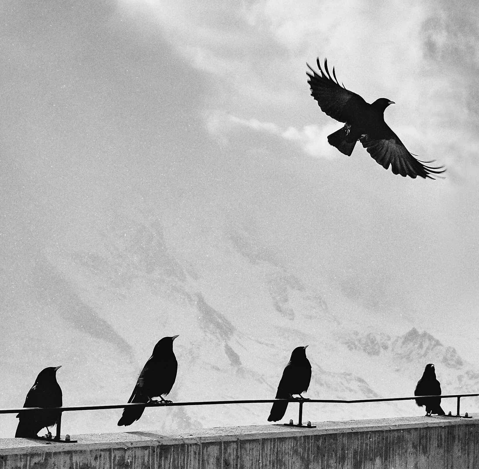 A crow flying away from a group of crows.