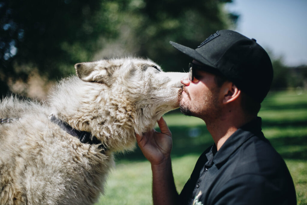 A wolf on a leash and a man touching faces.