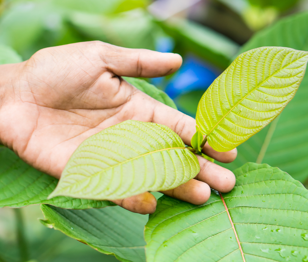 hand holding kratom plant leaf