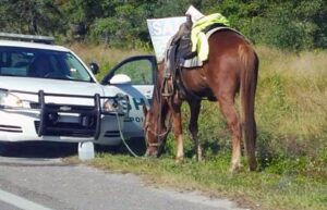Horse tied to sheriff police car.