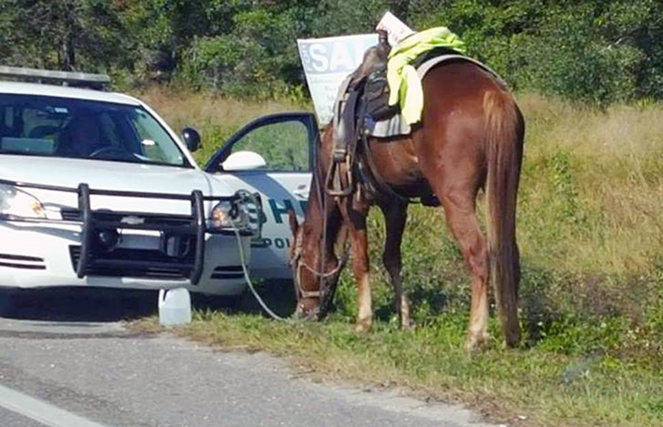 Horse tied to sheriff police car.