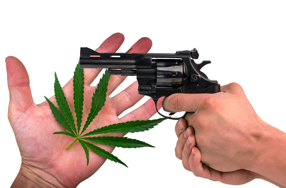 had holding a marijuana leaf behind a pair of hands holding a gun