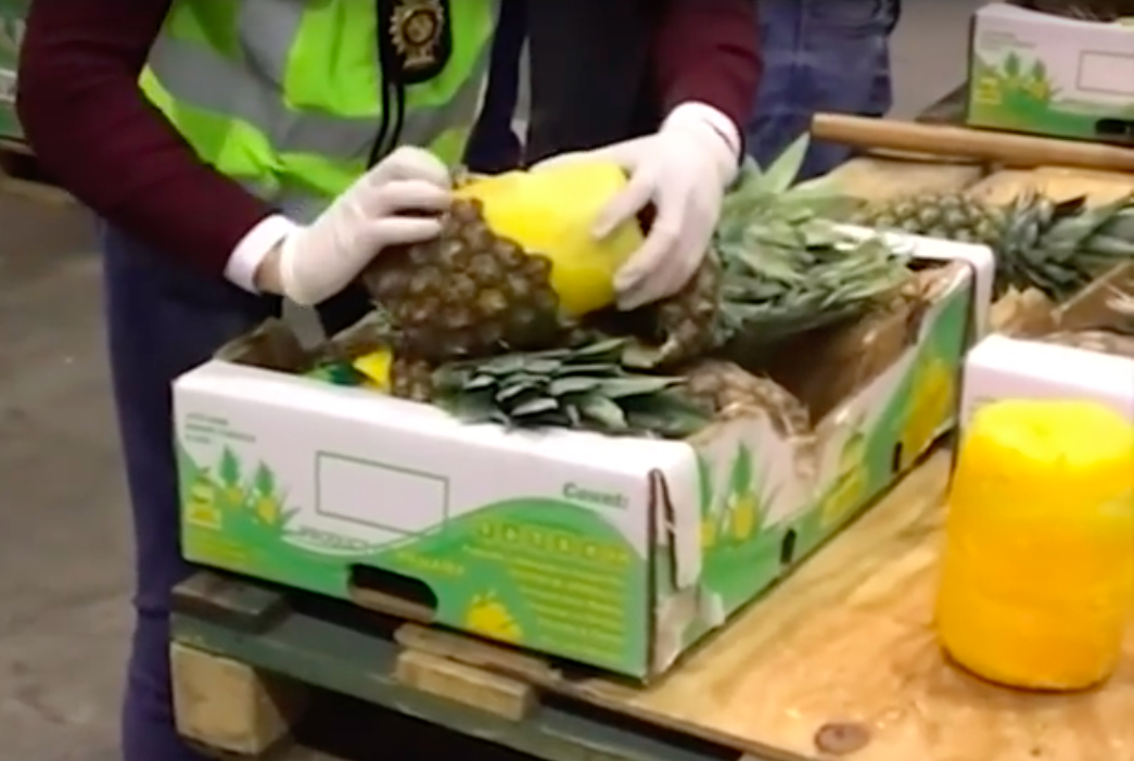 Police removing covaine from pineapple