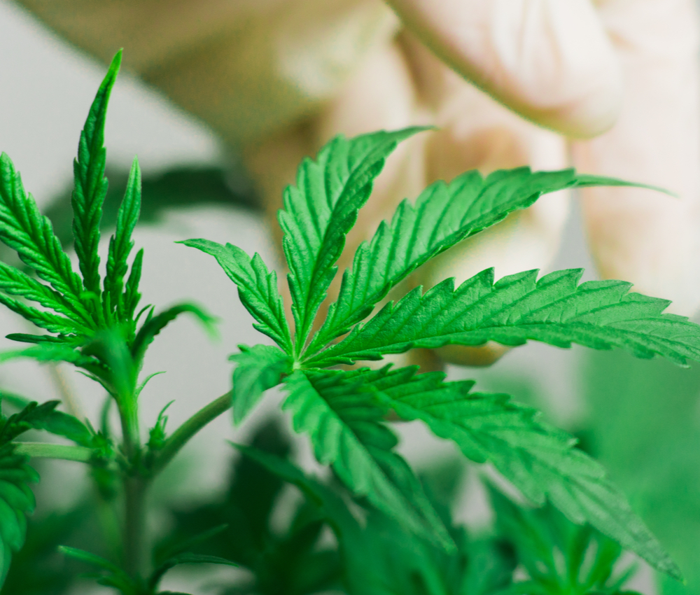 marijuana leaves and a gloved hand manicuring them.