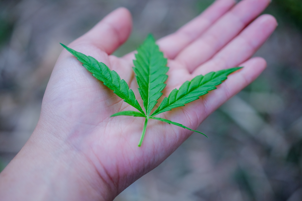 hand with marijuana leaf