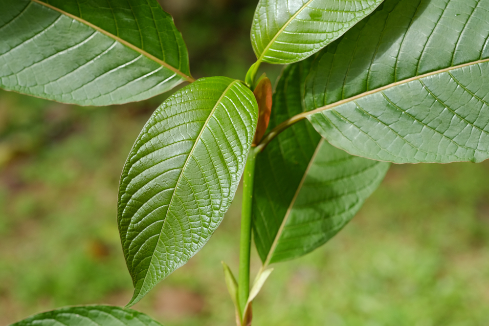 kratom leaf