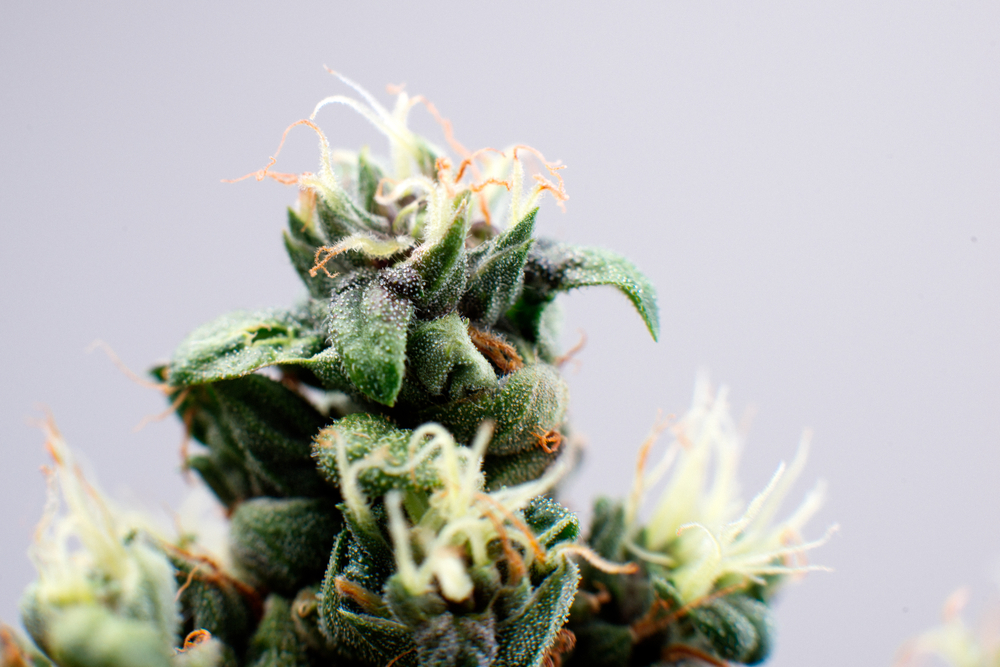 cannabis bud