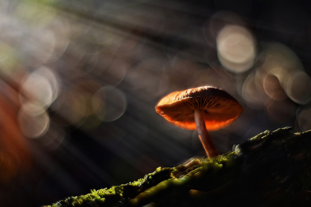 magic mushrooms in the forest