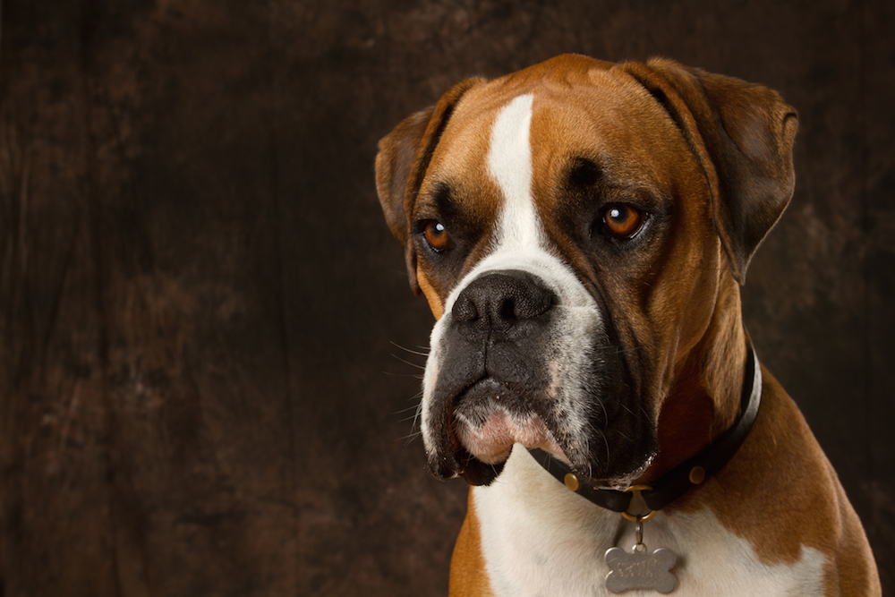 boxer dog